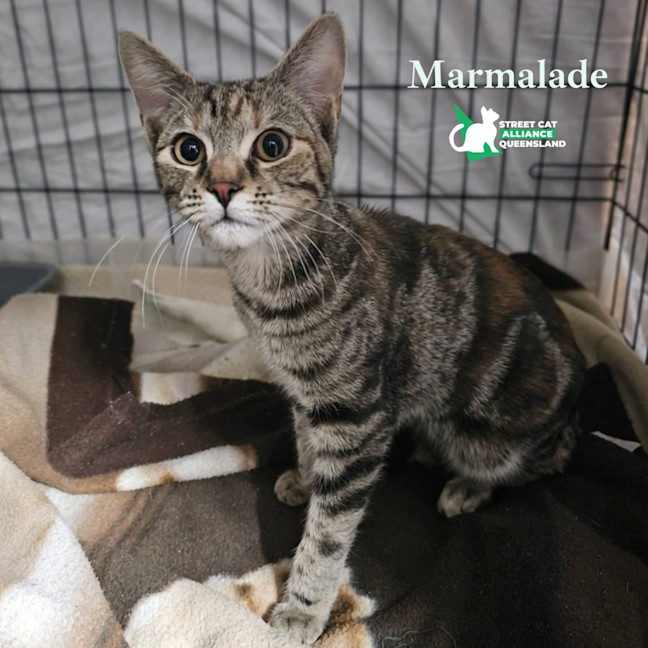 Photo of Marmalade