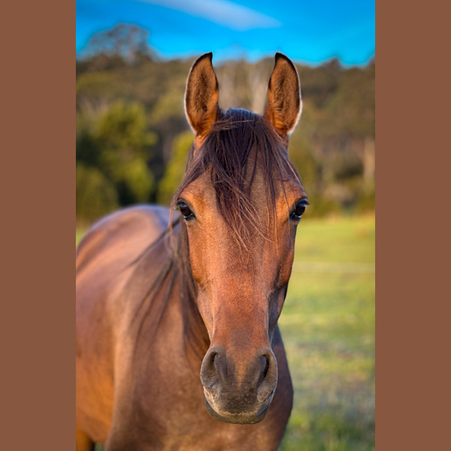 Photo of Armadell Manni