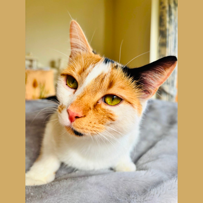 Photo of Clementine 
