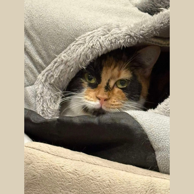Photo of Everly *9 Lives Project Rescue*