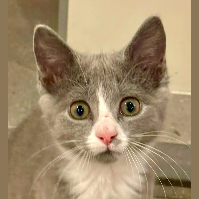 Photo of Luna