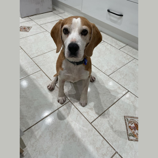 Photo of Charlie & Sam   7 Year Old Beagles