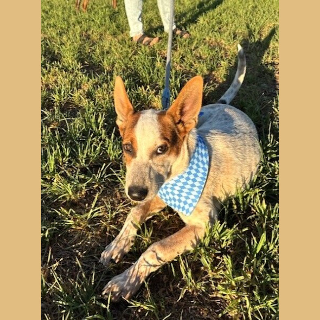 Photo of Darcy