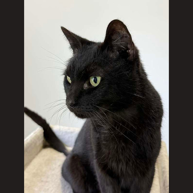 Photo of Midnight