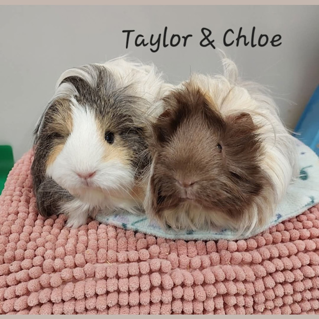 Photo of Taylor & Chloe