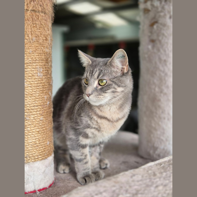 Photo of Smokey