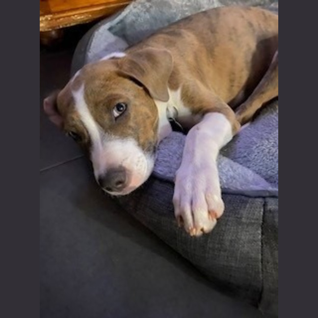 Photo of Molly