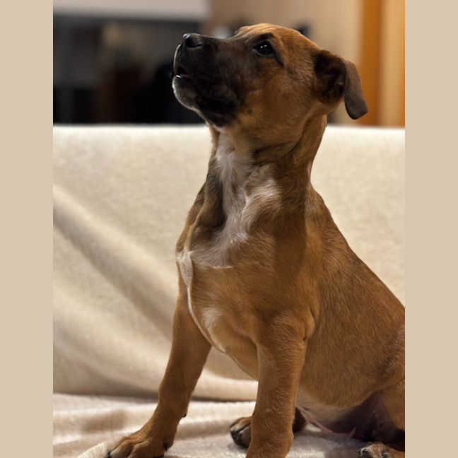 Photo of Rosie (66694)