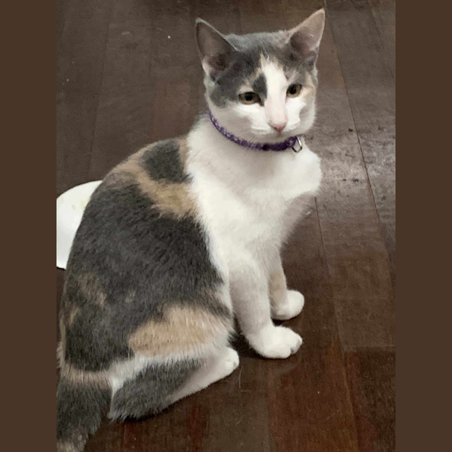 Photo of Pixie