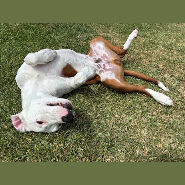 Photo of Ziggy