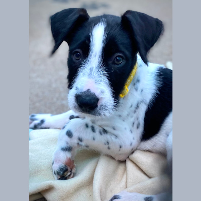 Photo of Whiskey