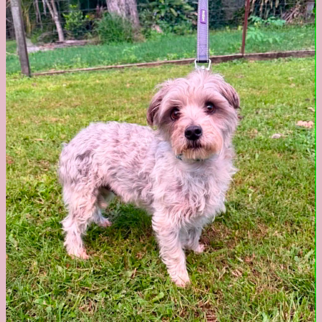Photo of Bandit