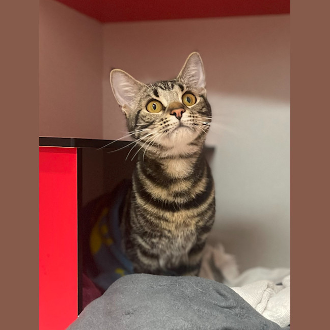 Photo of Tiger Lilly