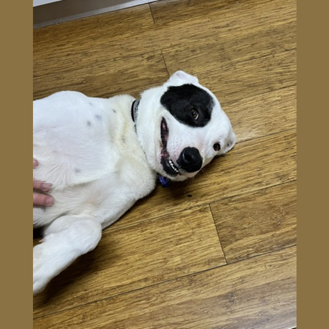 Photo of Panda 🐼 20 Month Old, Border Collie X Staffy,Male