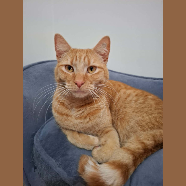 Photo of Alfie