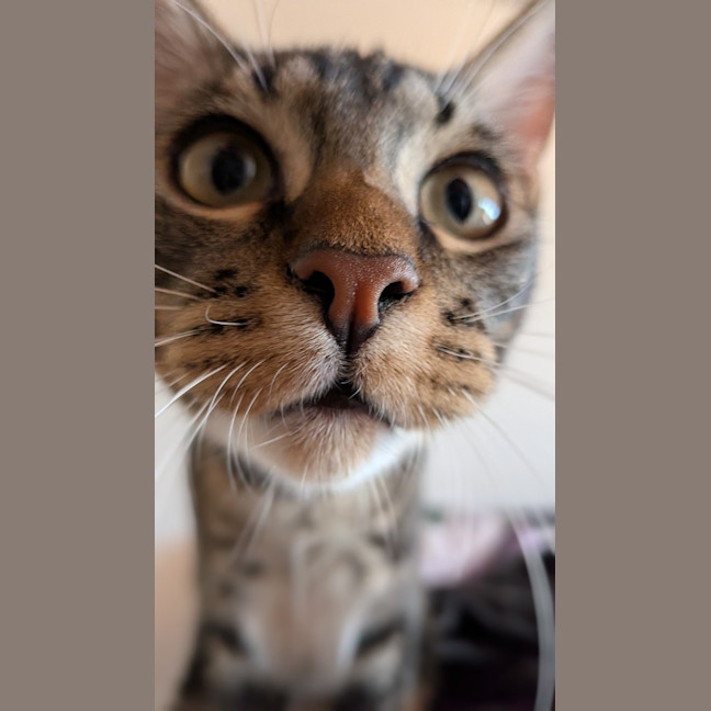 Photo of Trap