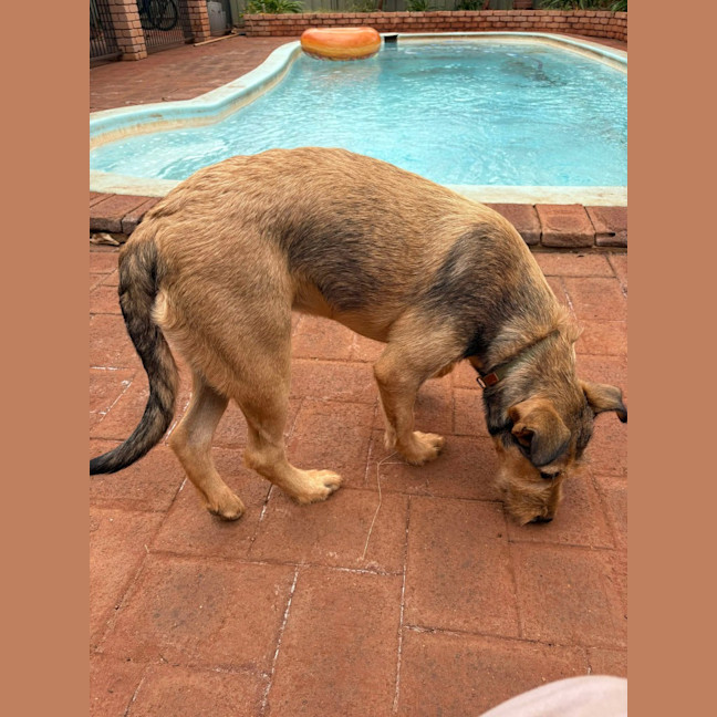 Photo of Honey