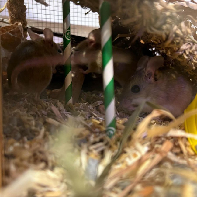 Photo of Myrtle, Protea & Ajuga