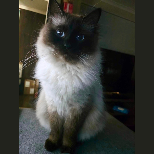 Photo of Kimba