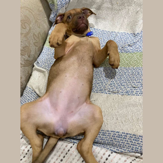 Photo of Ruby   11 Week Old Staffy X (On Trial)