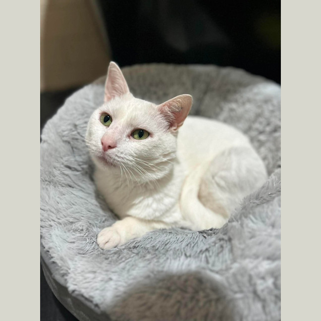 Photo of Puffin