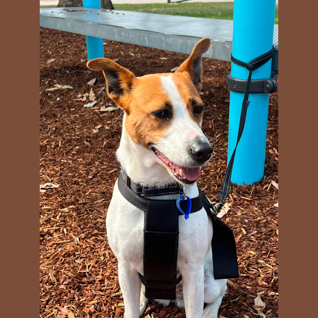 Photo of Mila   5 Year Old Jack Russell Terrier X