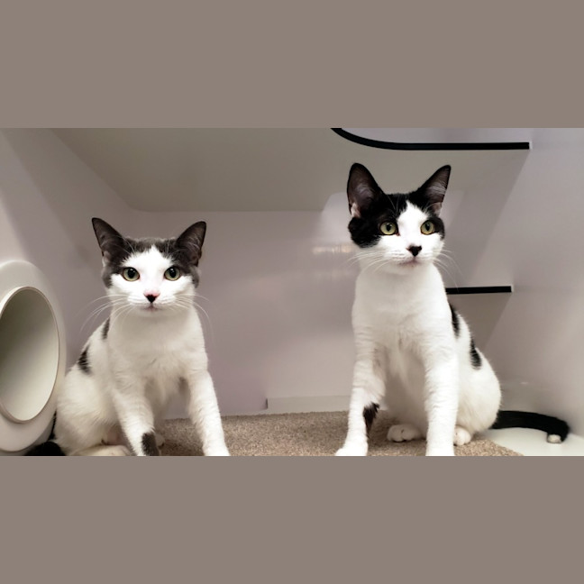 Photo of Romeo Suk013290 & Juliet Suk013291