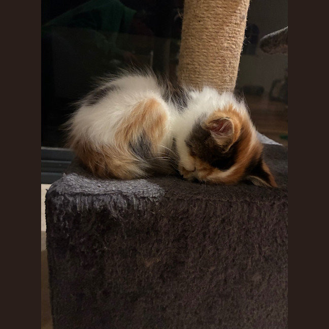 Photo of Clementine