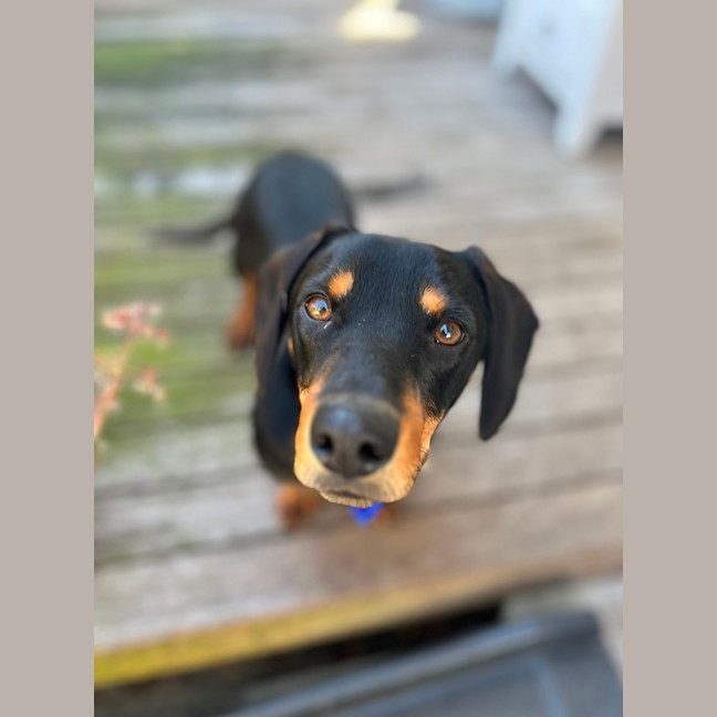 Photo of Rooster   9 Month Old Dachshund X Kelpie