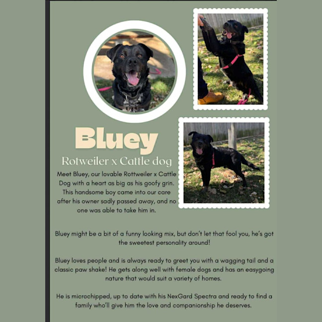 Photo of Bluey