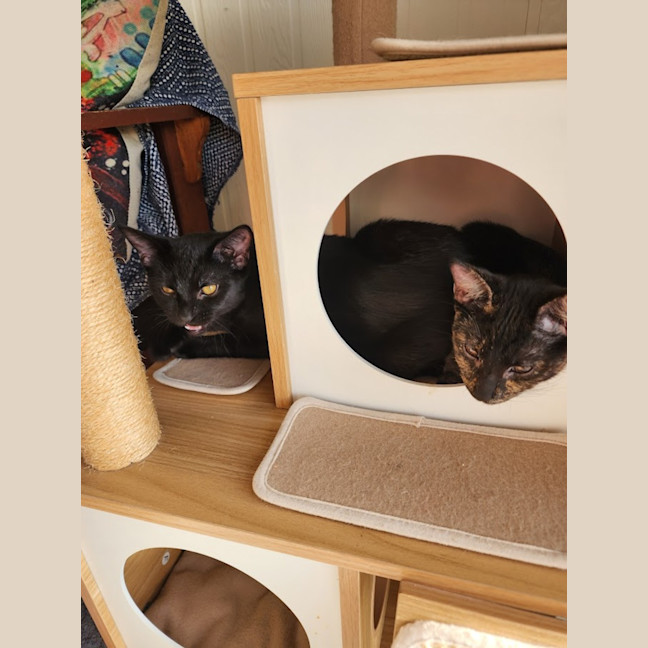 Photo of Nova
