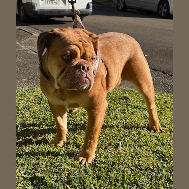 Photo of Macho