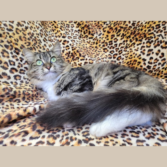 Photo of Georgie🍀