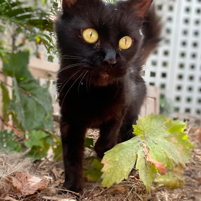 Photo of Little Dulcie