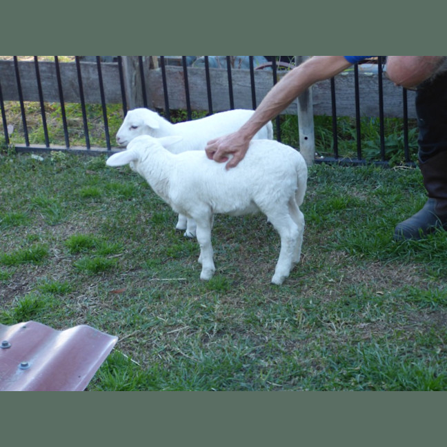 Photo of Buddy & Snow
