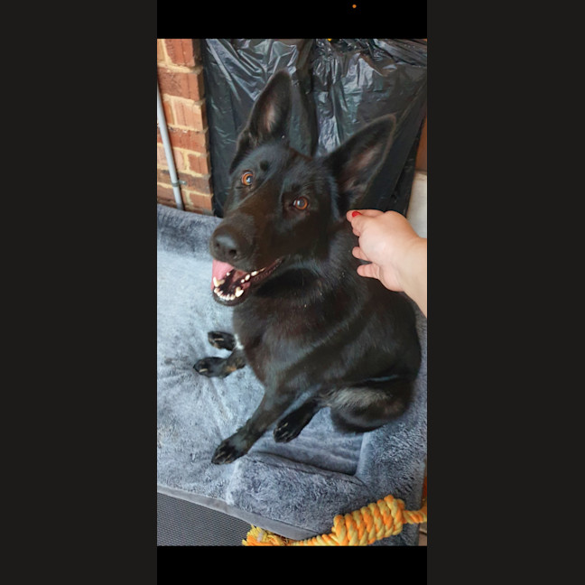 Photo of Luna