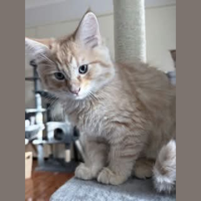 Photo of Gravy *9 Lives Project Rescue*