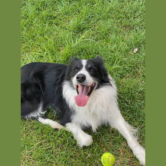 Photo of Grommit   7 Year Old Border Collie