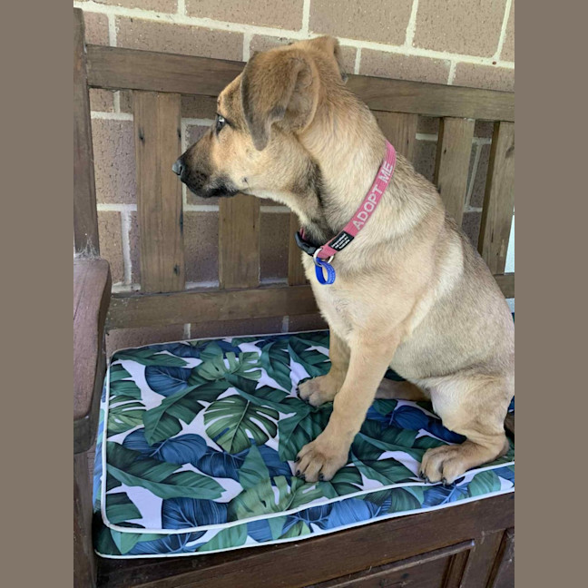 Photo of Nessa Rose   5 Month Old German Shepherd X