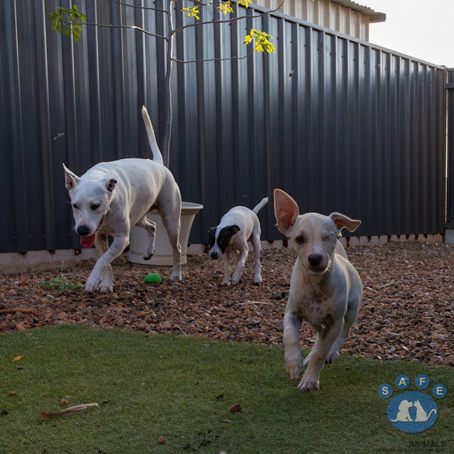 Photo of Falko