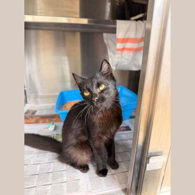 Photo of Smokie