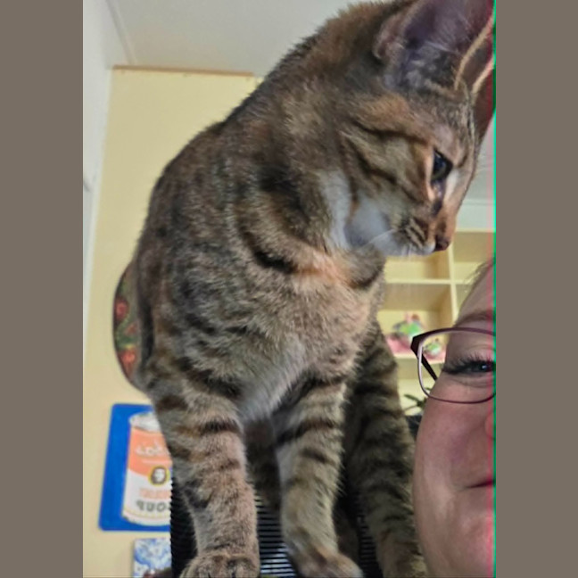 Photo of Cosmo