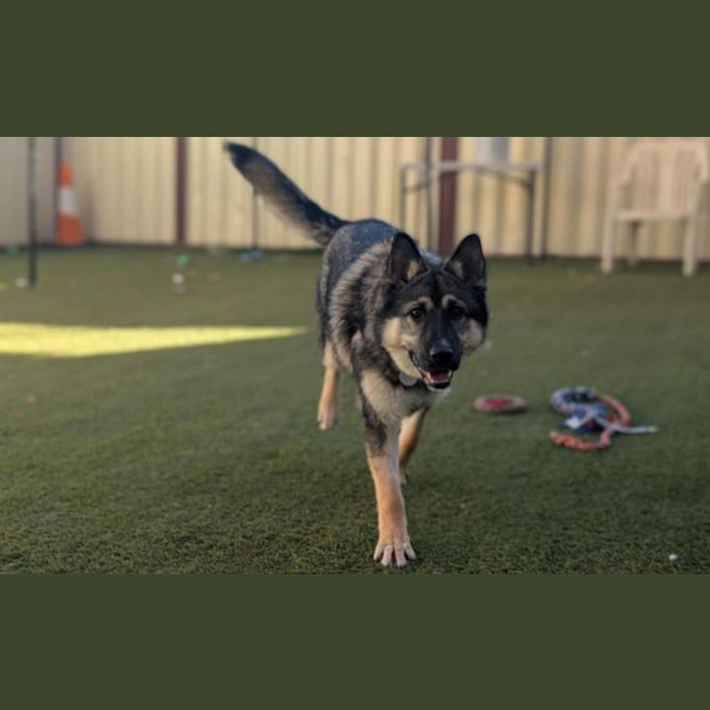 Photo of Shadow