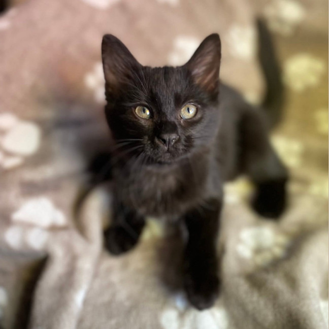Photo of Jazz