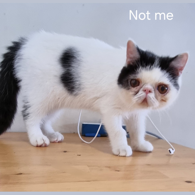 Photo of Obie