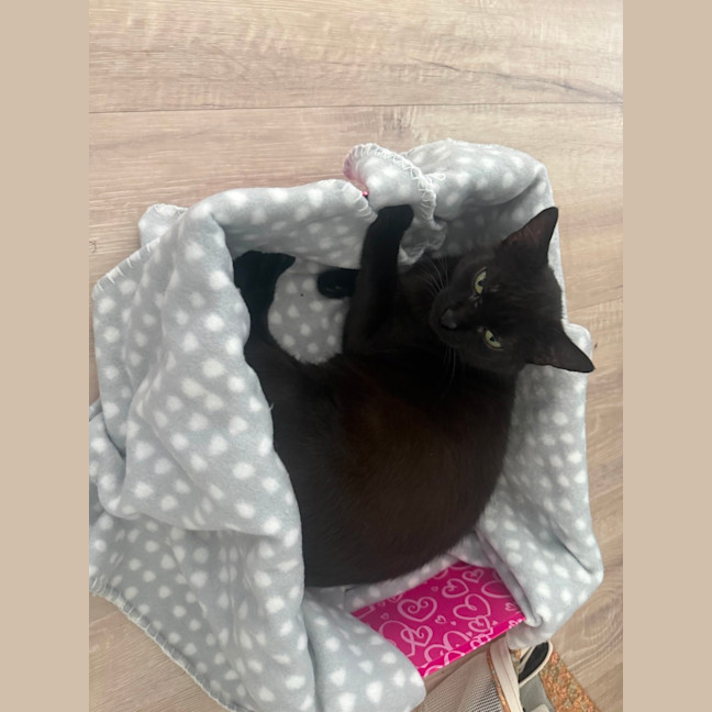 Photo of Mystique (With Panda)