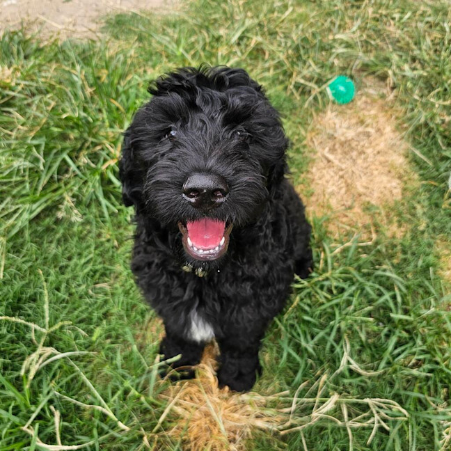 Photo of Blitzen