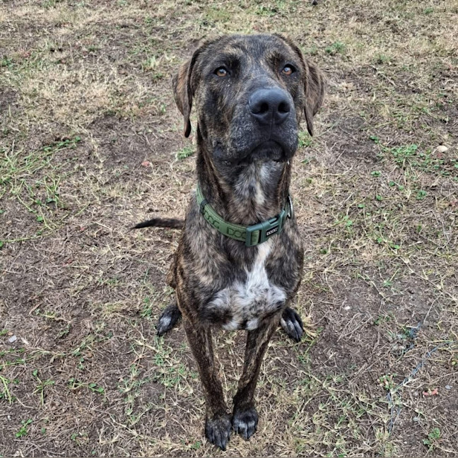 Photo of Humphrey   10 Month Old Bull Mastiff X