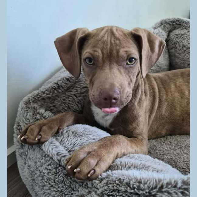 Photo of Dobby