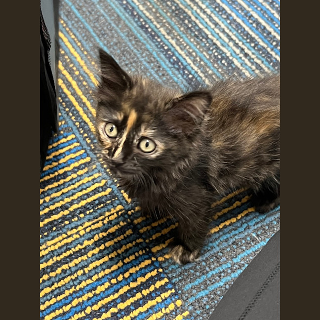 Photo of Daisy